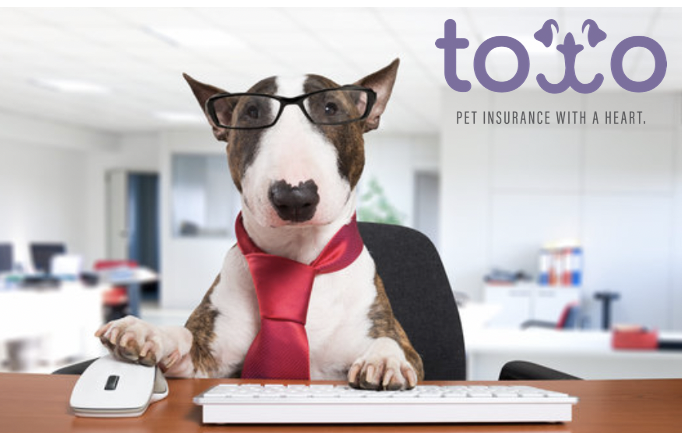 Toto Pet Insurance | 2801 E Camelback Rd Suite 200-58, Phoenix, AZ 85016, USA | Phone: (888) 868-6728