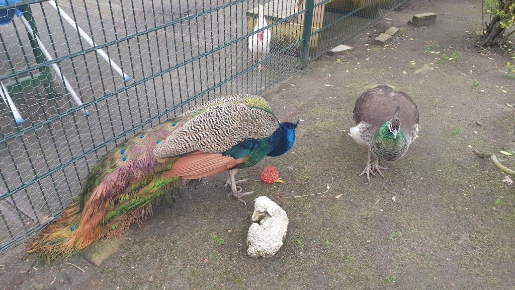 Petting Farm "de Werf" | Archimedeslaan 59, 1098 PX Amsterdam, Netherlands | Phone: 020 694 2694