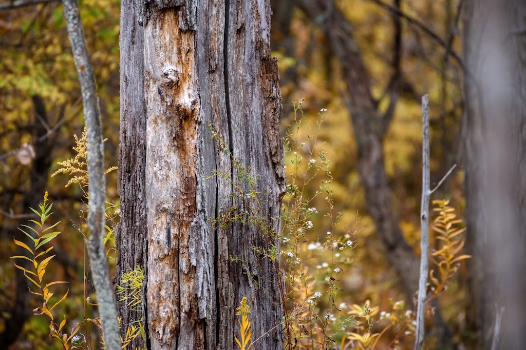 Penney Nature Center | Defiance, OH 43512, USA | Phone: (419) 782-1794