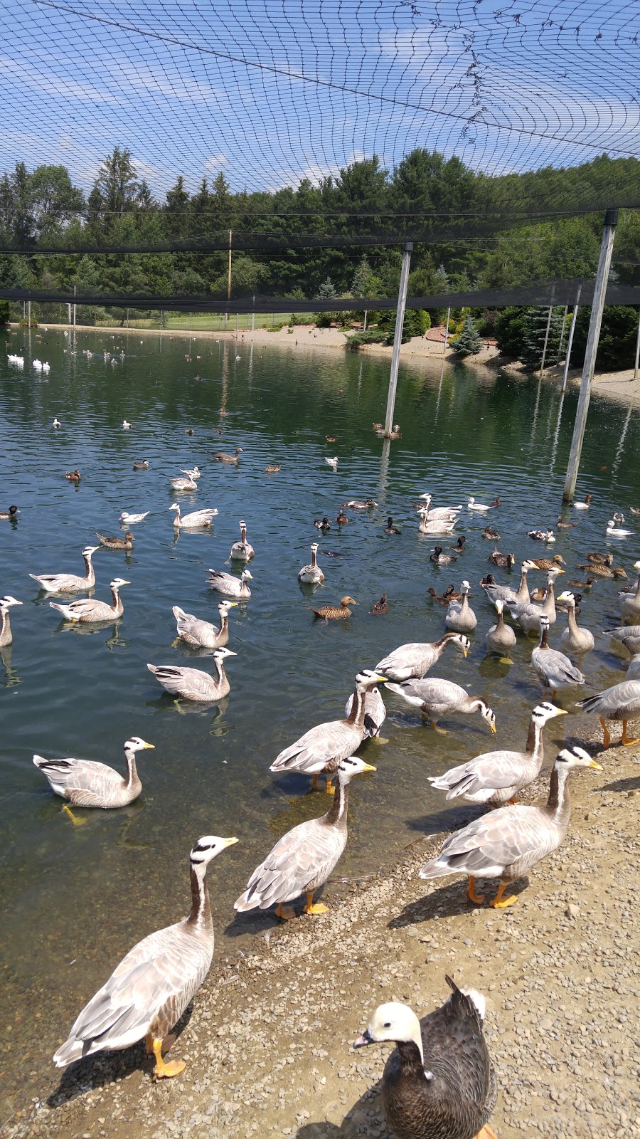 Gooseneck Hill Waterfowl Sanctuary | 5067 Lindsley Rd, West Valley, NY 14171, USA | Phone: (716) 942-6835