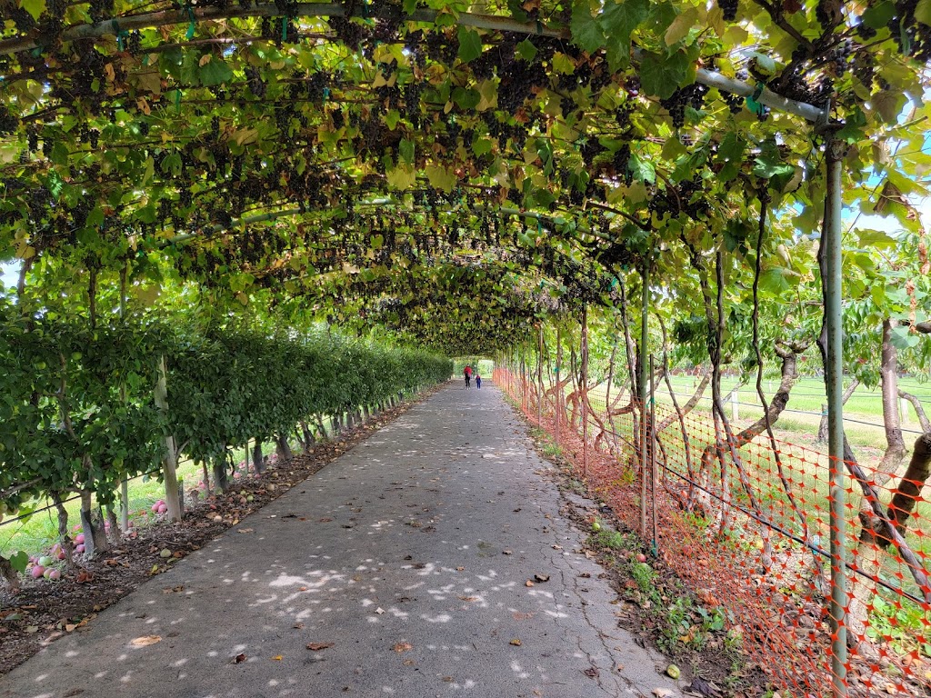 Belkin Family Lookout Farm - U-Pick Fruit, Dining & Market | 89 Pleasant St S, Natick, MA 01760, USA | Phone: (508) 745-3697