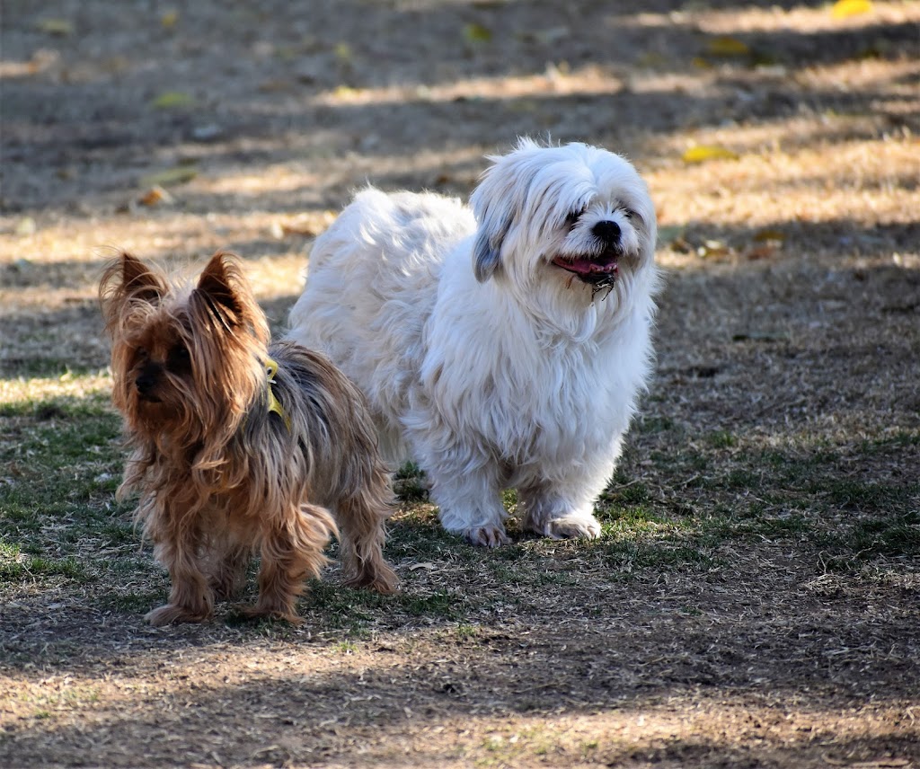 Pocket Park for Pups | 22526 S Ellsworth Rd, Queen Creek, AZ 85142, USA | Phone: (480) 358-3770