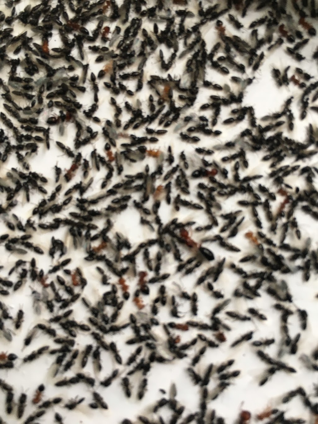 Sureguard Termite, Pest, & Lawn Services | 995 I-35E, Waxahachie, TX 75165, USA | Phone: (972) 723-7378