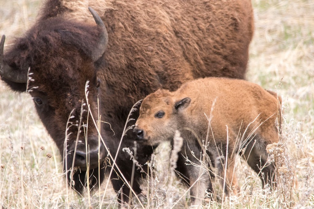 The Buffalo Wool Co. | 201 Spring Creek Pkwy, Weatherford, TX 76087, USA | Phone: (817) 905-4584