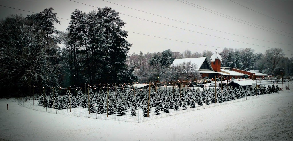 Christmas Trees | Photo 4 of 10 | Address: 7770 Roswell Rd, Sandy Springs, GA 30350, USA | Phone: (678) 250-6149