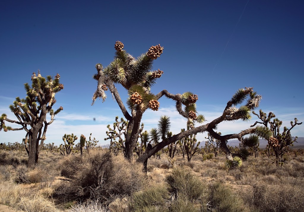 Mojave National Preserve | 90942 Kelso Cima Rd, Essex, CA 92332, USA | Phone: (760) 252-6100