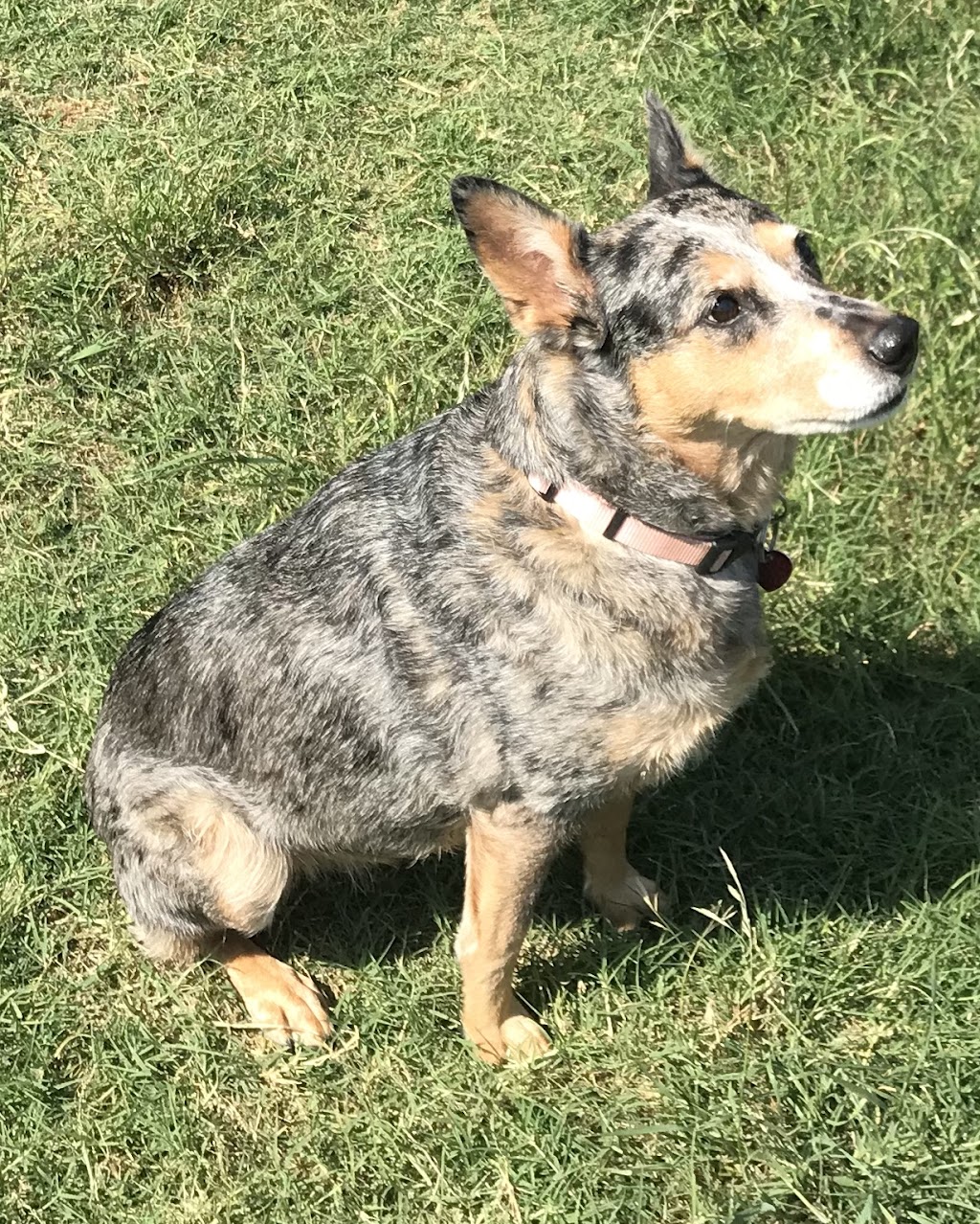 Parker Sitting - North Texas Dog Sitter | 1418 Feather Crest Dr, Krum, TX 76249, USA | Phone: (940) 255-1675
