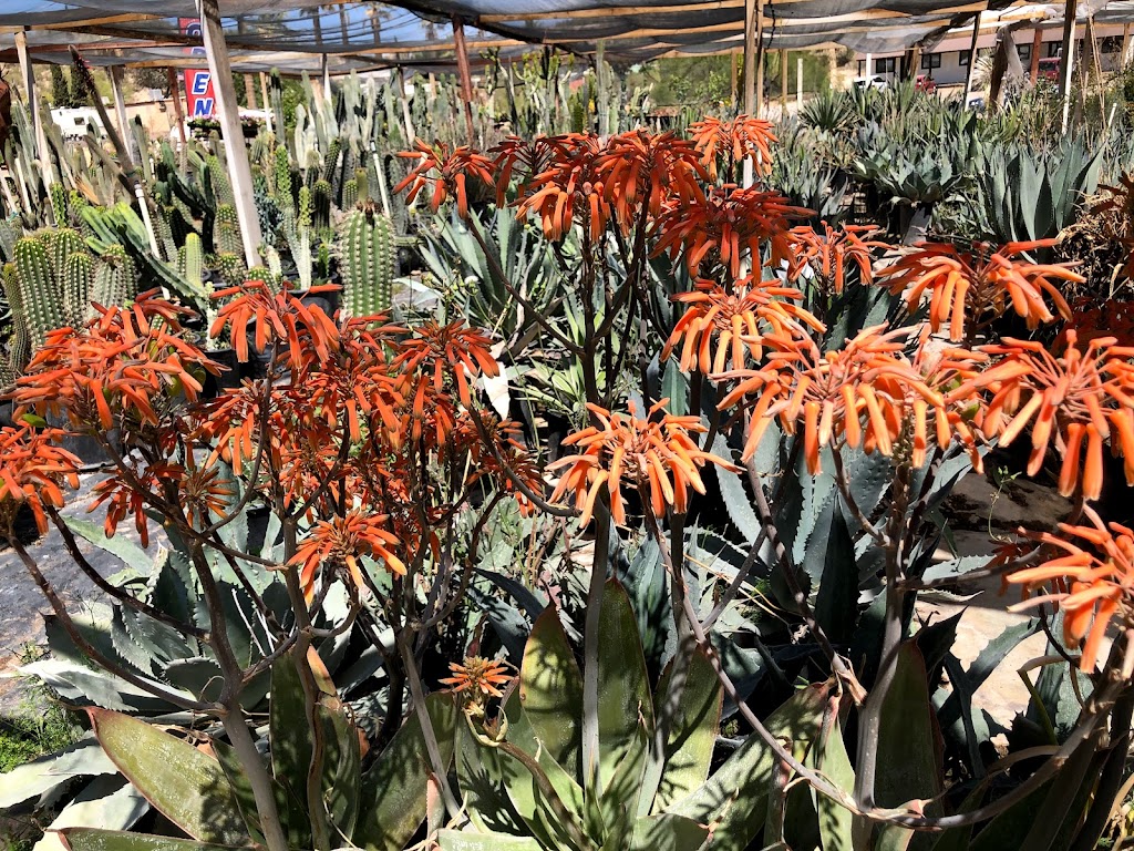 Las Flores Nursery & B.R. Landscaping, Inc. | Wickenburg, AZ 85390, USA | Phone: (928) 232-9563 Las Flores Nursery & B.R. Landscaping, Inc. | Wickenburg, AZ 85390, USA | Phone: (928) 232-9563