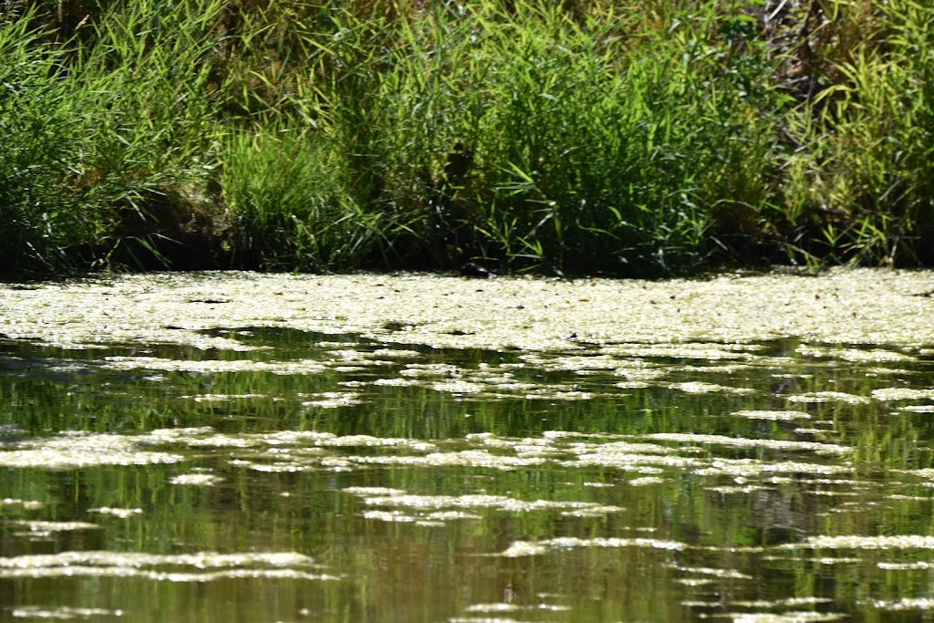 Salmon Creek Greenway Trail | Vancouver, WA 98685, USA | Phone: (360) 397-2000