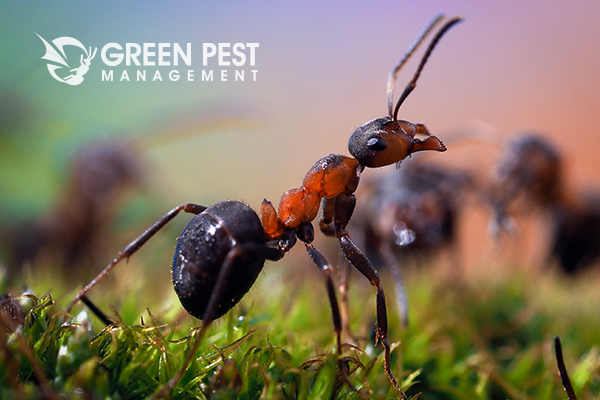 Green Pest Management | 18 Boulden Cir #22, New Castle, DE 19720, USA | Phone: (302) 317-2187