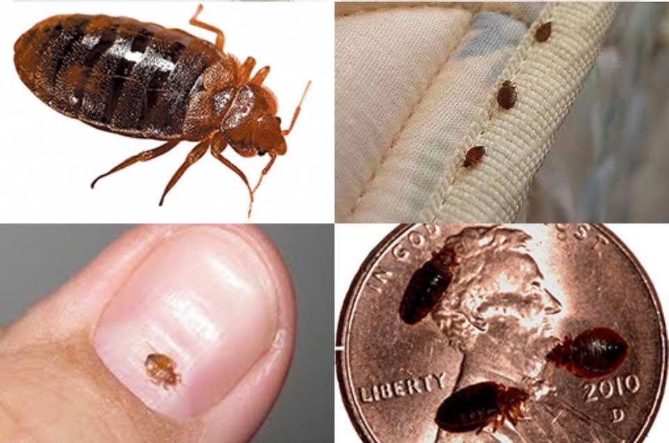 Healthy Home Pest Control & Services | 3680 Lebanon Ave, Belleville, IL 62221, USA | Phone: (618) 589-6016