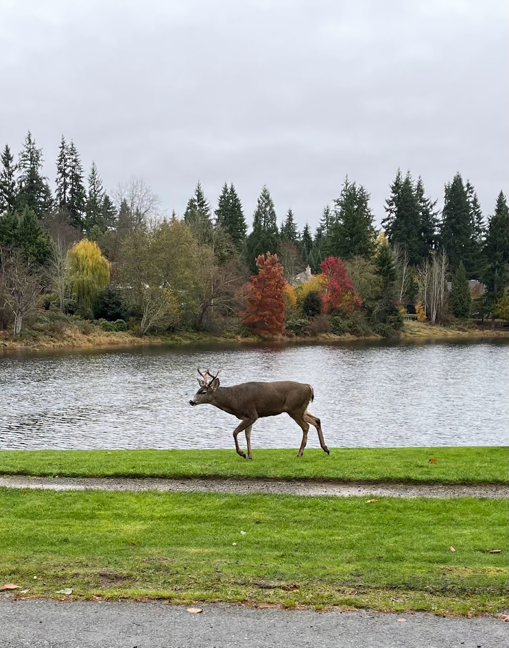 Redmond Watershed Preserve | 21760 NE Novelty Hill Rd, Redmond, WA 98053, USA | Phone: (425) 556-2900