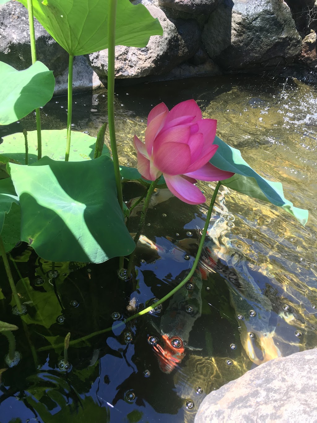 Lotus Garden Meditation Center | 9739-B, Fair Oaks Blvd, Fair Oaks, CA 95628 | Phone: (916) 944-8505