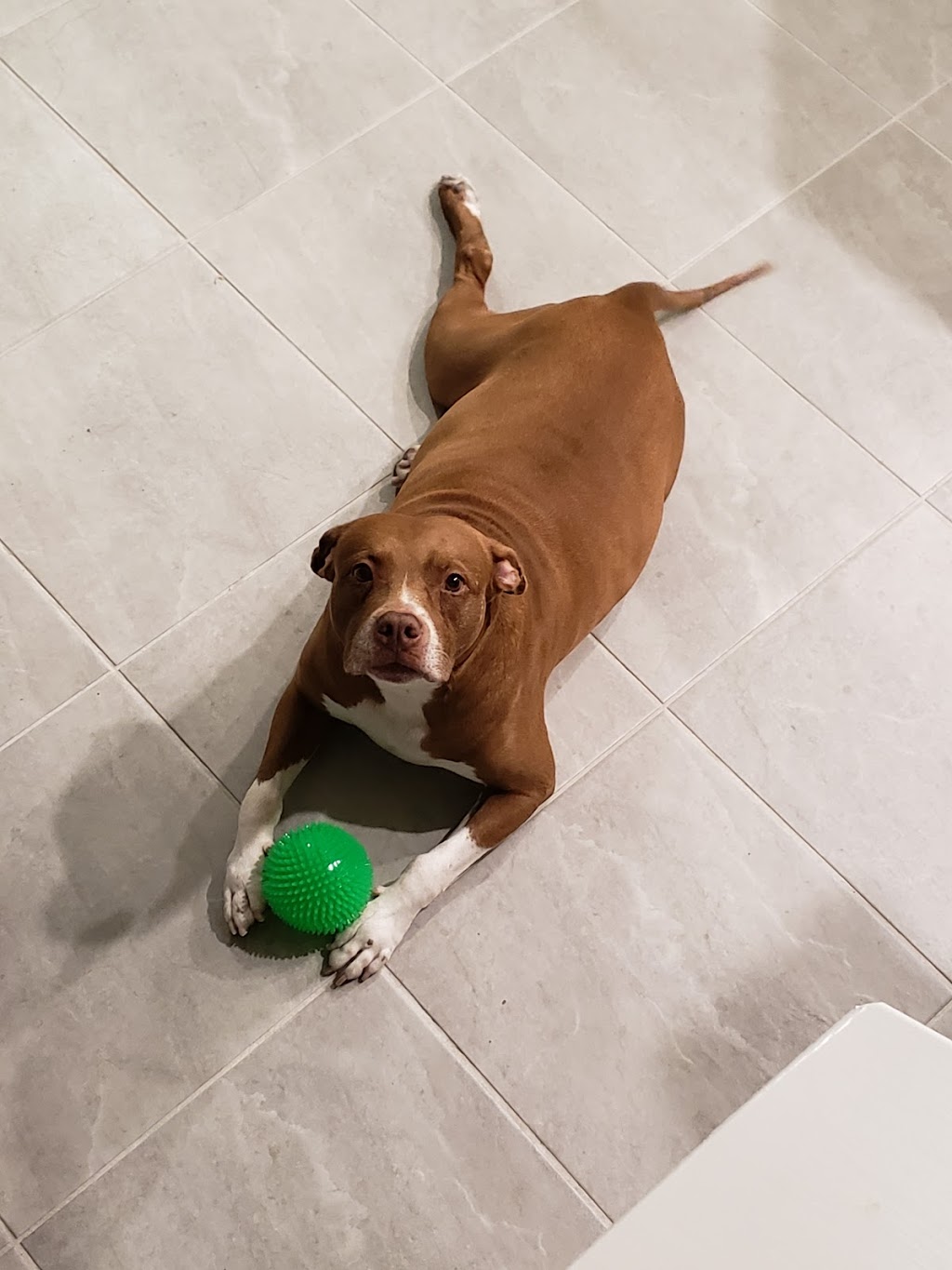 San Antonio Animal Hospital | 32347 State Rd 52, San Antonio, FL 33576, USA | Phone: (352) 588-2132