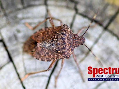 Spectrum Pest Control | 116 Avon Dr, Butler, PA 16001, USA | Phone: (724) 719-9244