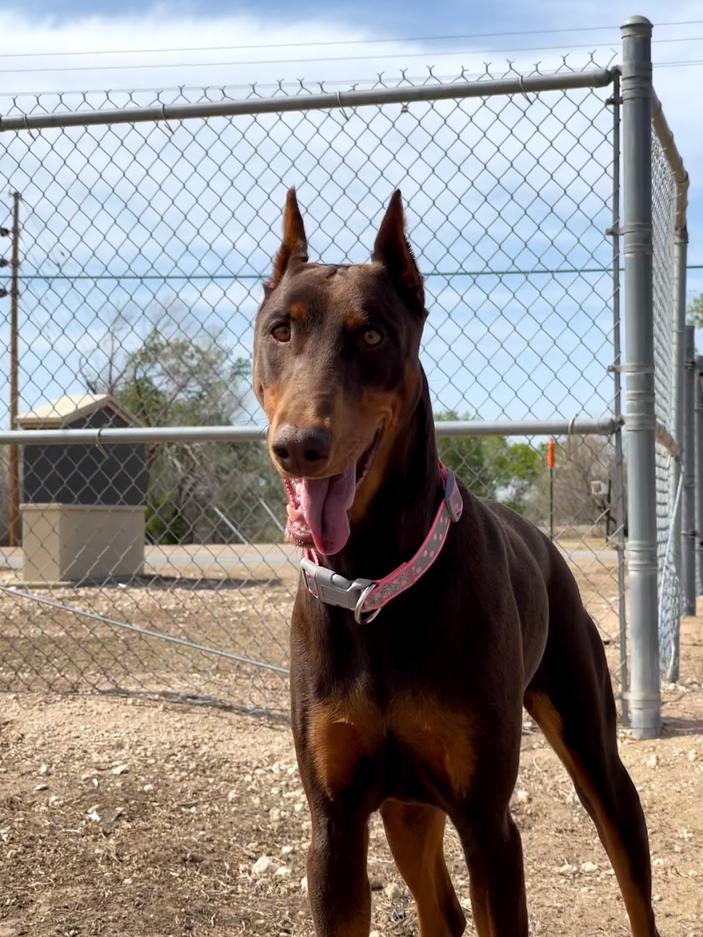 Canyon Run Dog Park at Mackenzie Park | 3801 Avenue B, Lubbock, TX 79404, USA | Phone: (806) 775-2687