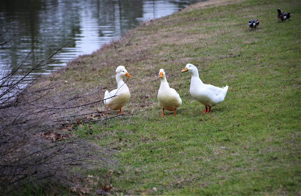 Leonard Johns Park | 1850 Timber Creek Rd, Flower Mound, TX 75028 | Phone: (972) 874-6300