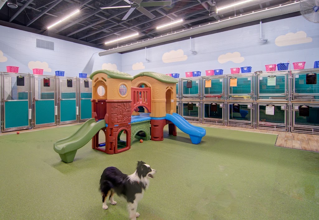 Pet Paradise Cary | 8795 Holly Springs Rd, Apex, NC 27539, USA | Phone: (984) 300-4535