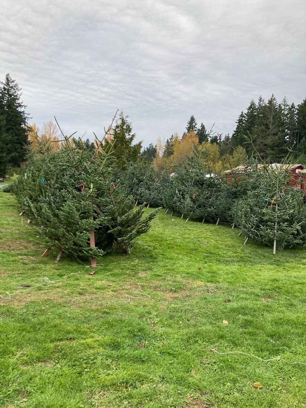 Green Acres Christmas Tree Farm | 11025 36th St E, Edgewood, WA 98372, USA | Phone: (253) 677-9784