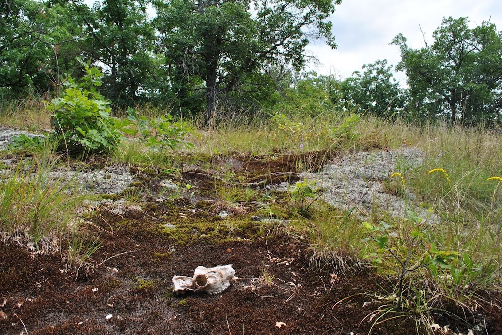 Centennial Bedrock Glade State Natural Area | Dresser, WI 54009, USA | Phone: (608) 266-0394