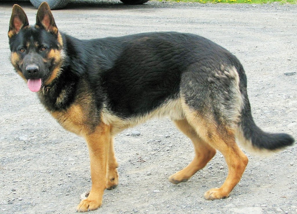 Cripple Creek German Shepherds | 672 Lawton Hollow Rd, Middleburgh, NY 12122, USA | Phone: (518) 827-4016