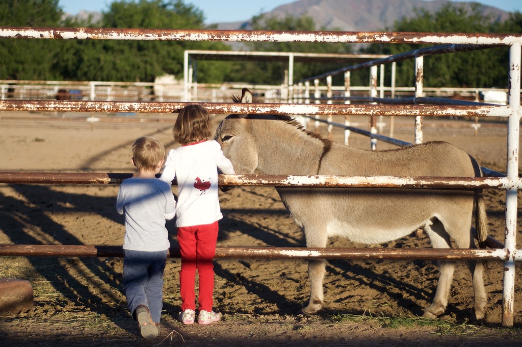 KNJ Therapeutic Riding | 259 FM259, Canutillo, TX 79835, USA | Phone: (915) 315-5922