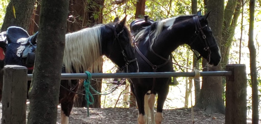 Gaited Pleasure Horse Ranch | 110 Paddon Rd, Watsonville, CA 95076, USA | Phone: (831) 818-5932