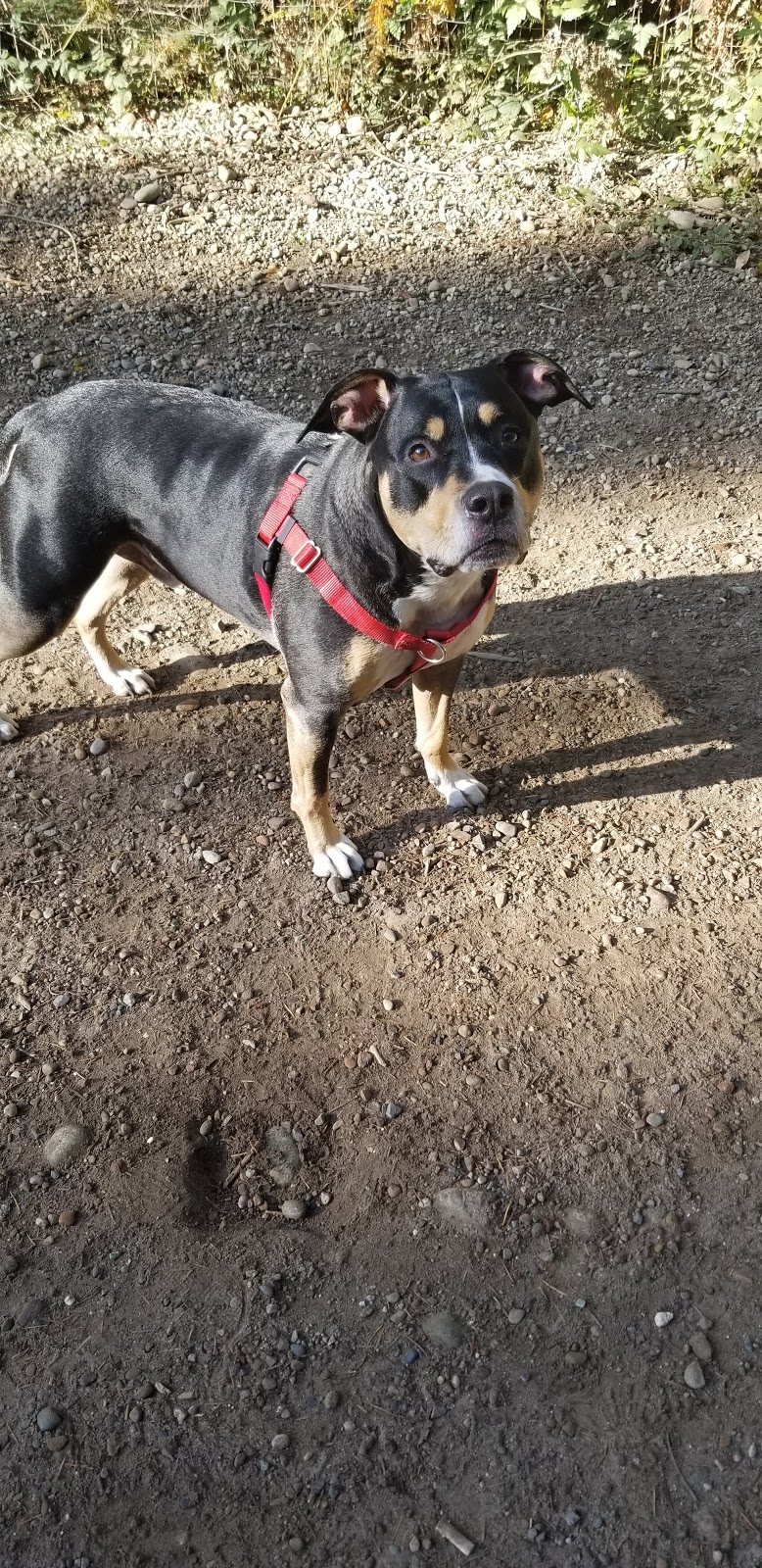 Rotary Bark Park | 10100 Bujacich Rd, Gig Harbor, WA 98332, USA | Phone: (253) 858-3400