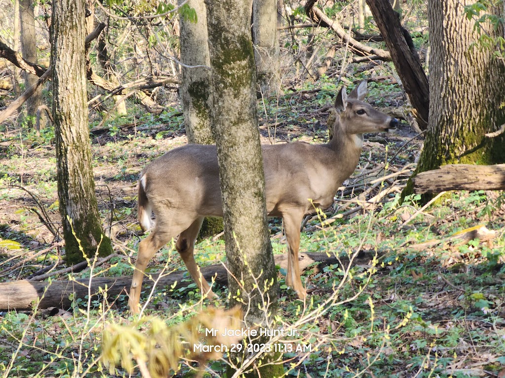 Fossil Trail, trailhead | General Butler Park Rd, Carrollton, KY 41008, USA | Phone: (502) 732-4384