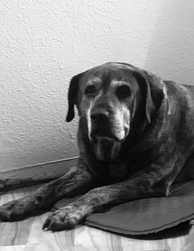 Pleasant Valley Pet Clinic | 4561 Pleasant Valley Rd, Placerville, CA 95667, USA | Phone: (530) 644-2424