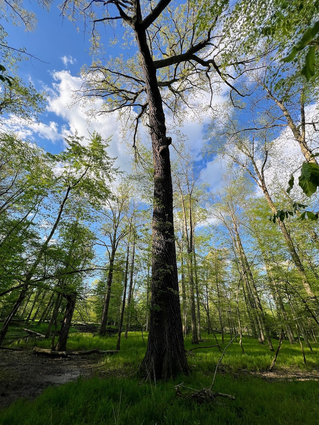 Hitchcock Woods Parking/Trailhead | 8264-8266 Hitchcock Rd, Boardman, OH 44512, USA | Phone: (330) 758-2108