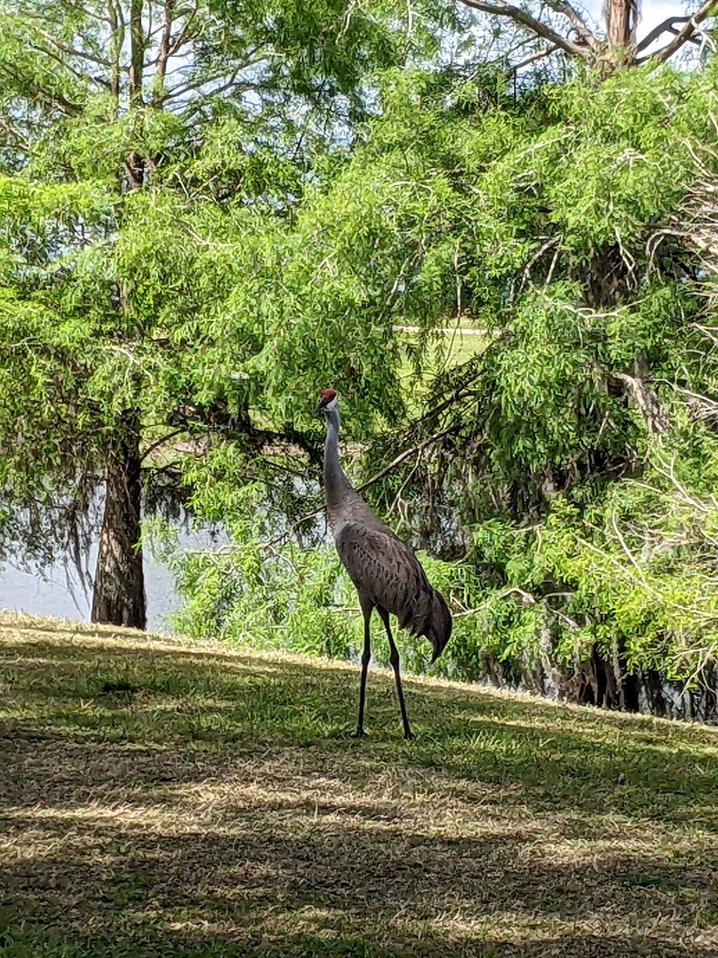 Live Oaks Park | 760 Mission Hills Trail, The Villages, FL 32162, USA | Phone: (352) 430-2952