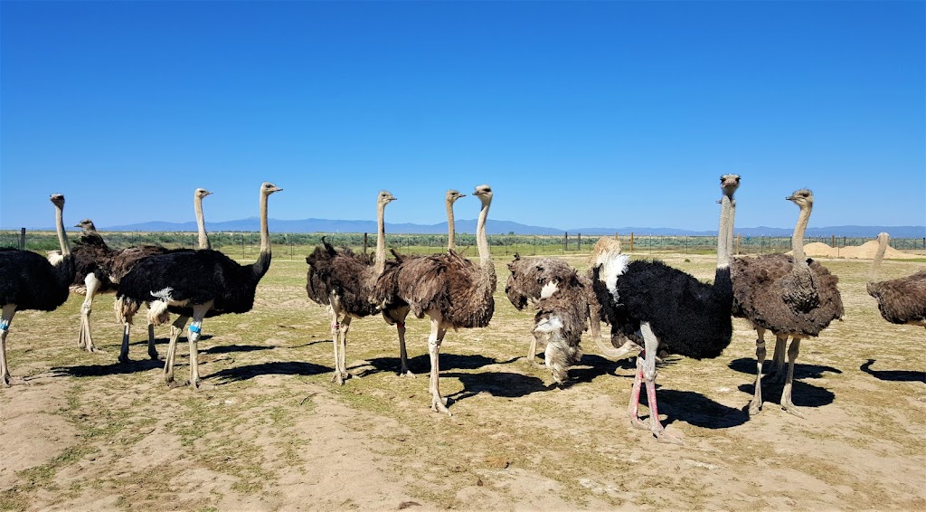 American Ostrich Farms | 20601 S Pleasant Valley Rd, Kuna, ID 83634, USA | Phone: (208) 995-8295