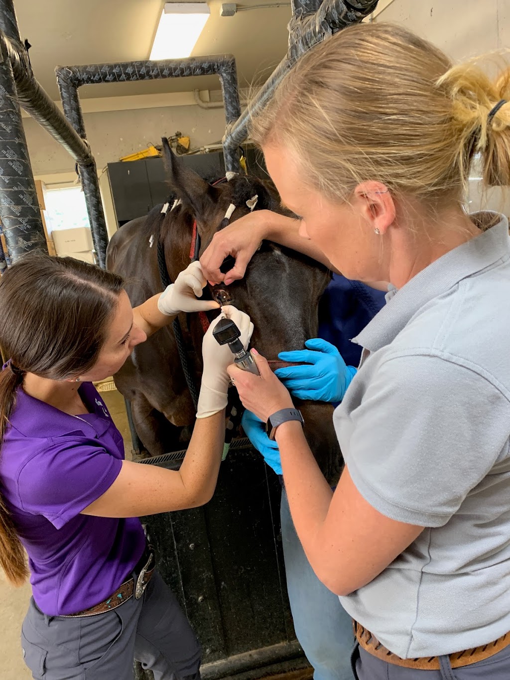 3H Equine Hospital and Mobile Veterinary Services | 96 Poole Rd E, New Hill, NC 27562 | Phone: (919) 363-1686