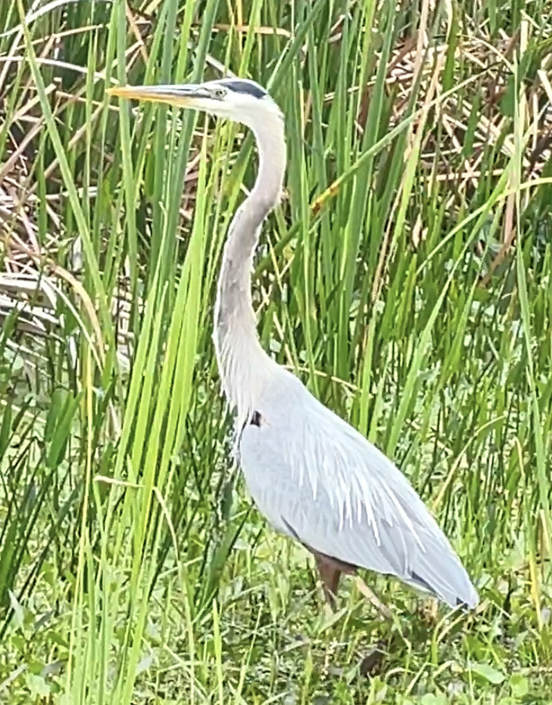 Blue Heron Wetlands | 4800 Deep Marsh Rd, Titusville, FL 32780, USA | Phone: (321) 455-5145