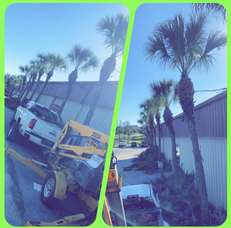 BC Tree Service & Landscaping | 5612 FL-48, Okahumpka, FL 34762, USA | Phone: (352) 409-5955