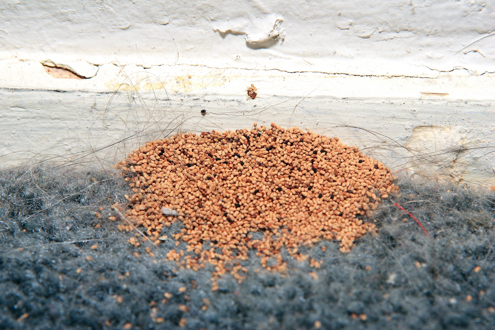 Advance Termite Control | 1305 N, San Gabriel Blvd Suite #204, Rosemead, CA 91770, USA | Phone: (626) 545-2701