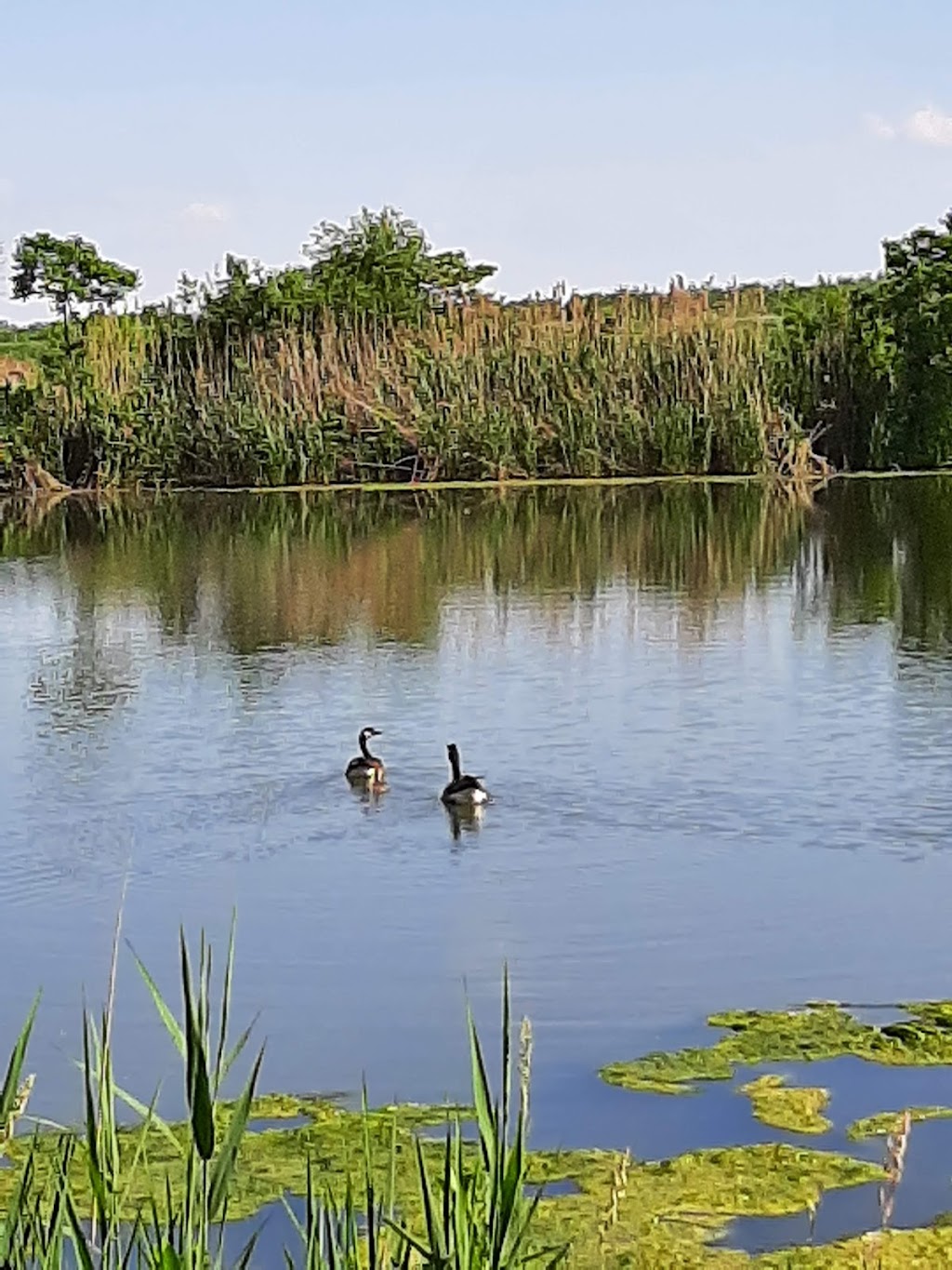 William J. Robertson Nature Preserve | 85 Morning Star Dr, Rittman, OH 44270, USA | Phone: (330) 925-2045