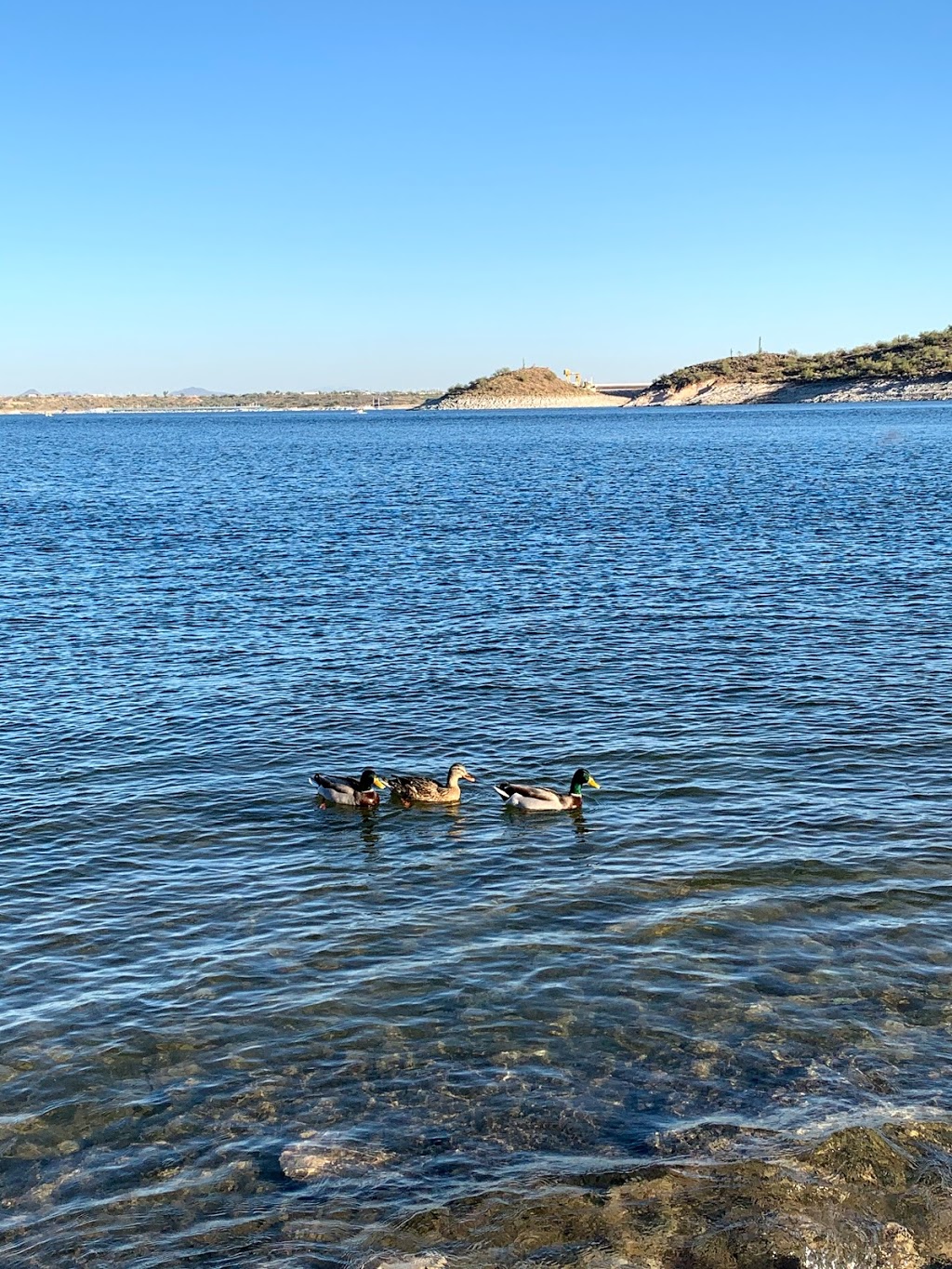 Lake Pleasant Regional Park | 41835 N Castle Hot Springs Rd, Morristown, AZ 85342, USA | Phone: (928) 501-1710