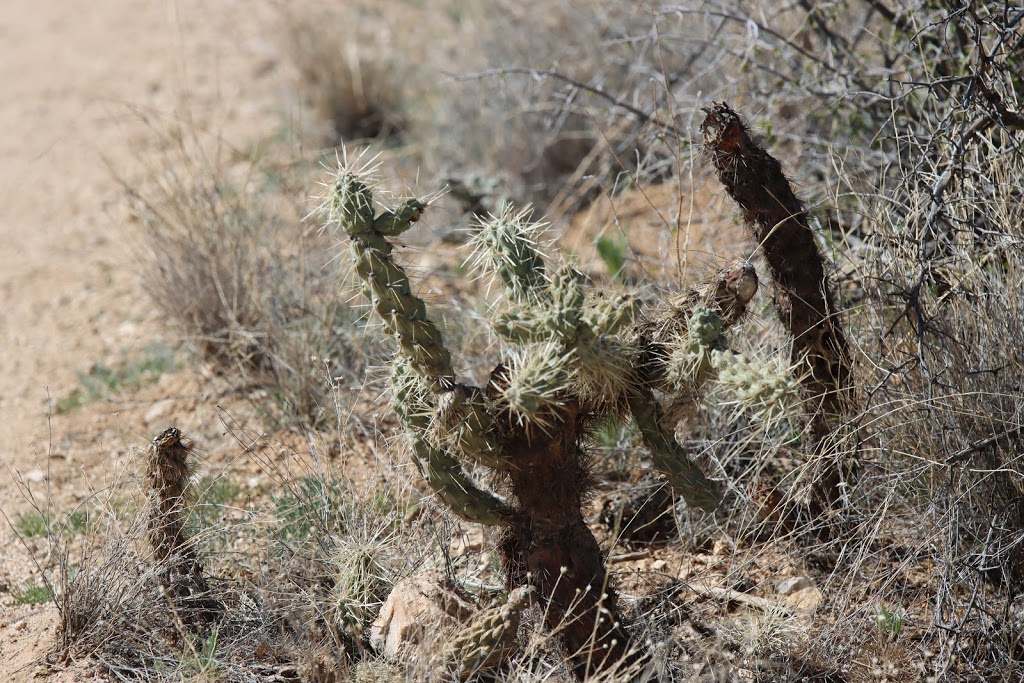 Douglas Spring Trailhead | 14306 E Speedway Blvd, Tucson, AZ 85748, USA | Phone: (520) 733-5153