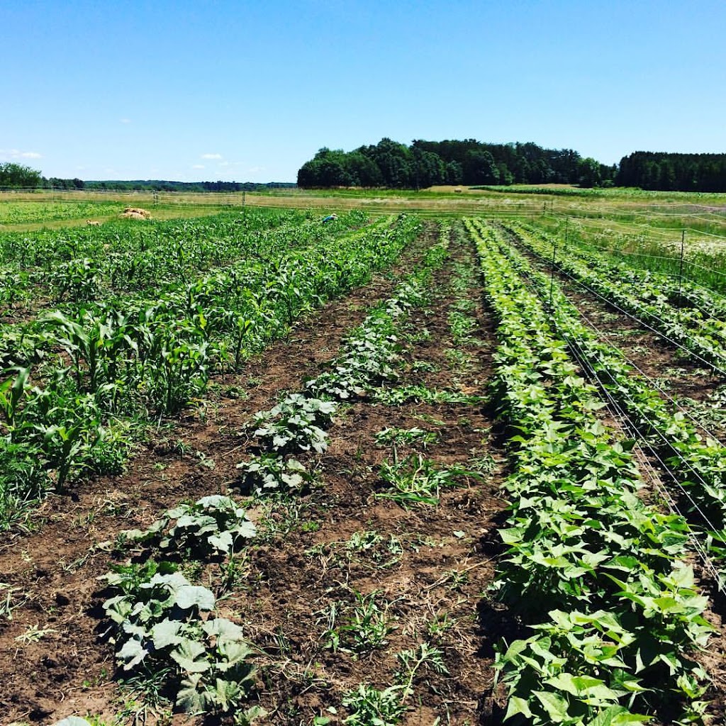 Clover Bee Vegetable Farm | 35145 Reed Ave, Shafer, MN 55074, USA | Phone: (952) 261-3312