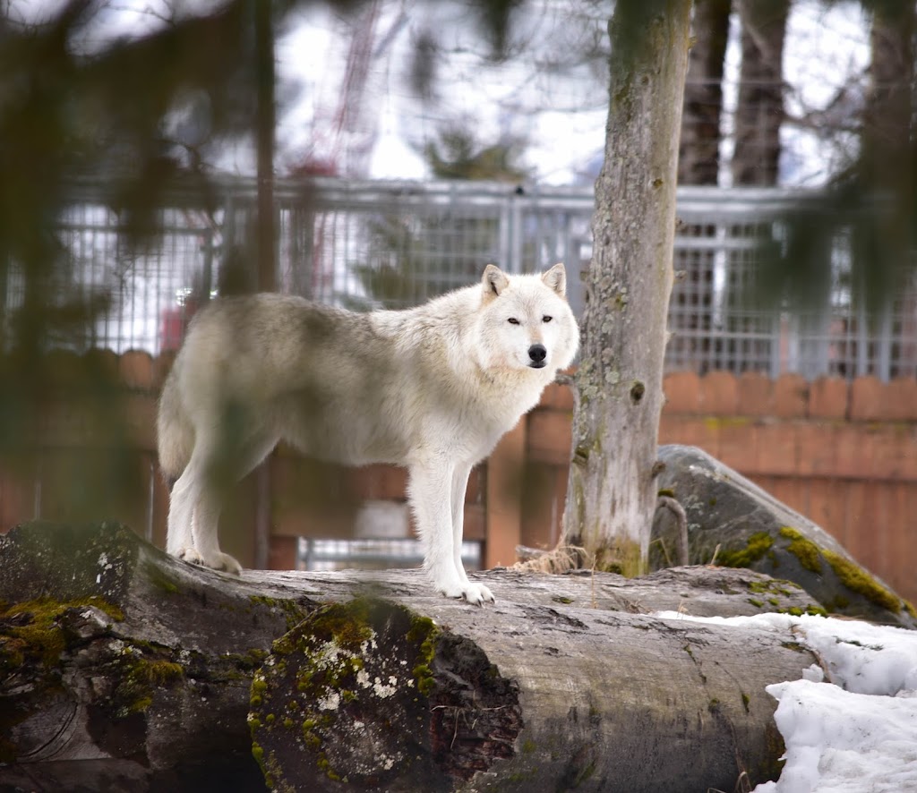 Wolf Exhibit | 43520 Seward Hwy, Girdwood, AK 99587, USA | Phone: (907) 783-0058