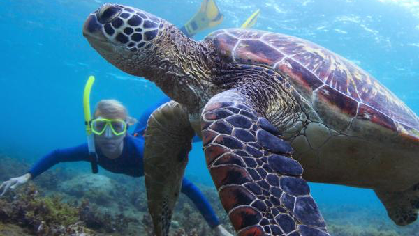 Honolulu snorkeling tour | 1125 Ala Moana blvd Slip A5, Honolulu, HI 96814, USA | Phone: (808) 224-7857