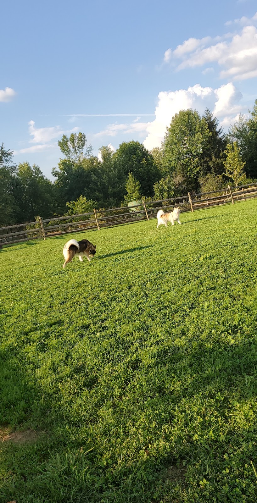 Tails n Trails Dog Park | 841 Page Rd, Aurora, OH 44202 | Phone: (330) 562-4333