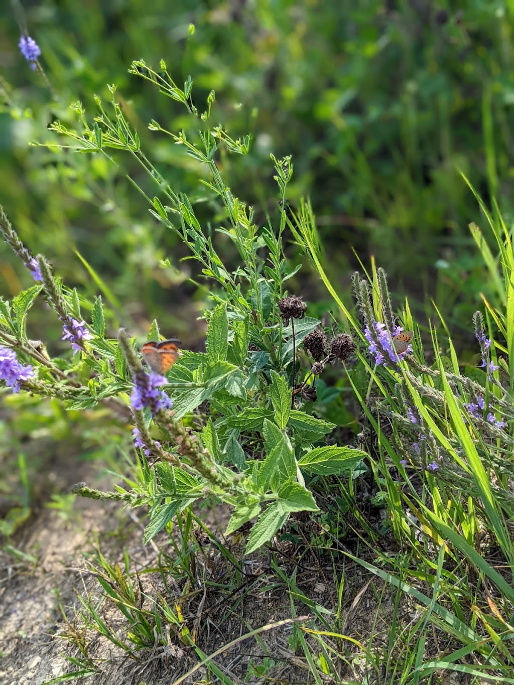 Rocky Run Oak Savanna | Highway 22 Phillips Rd, Pardeeville, WI 53954, USA | Phone: (888) 936-7463