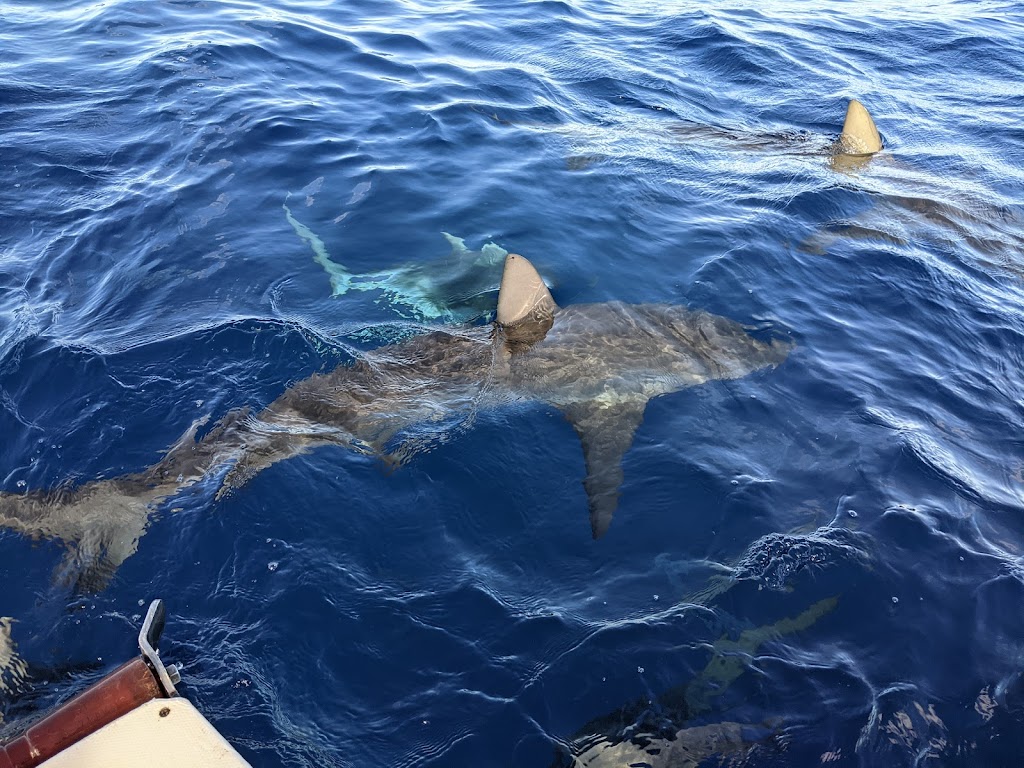 North Shore Shark Adventures | Boat Harbor, 66-105 Haleiwa Rd, Haleiwa, HI 96712, USA | Phone: (808) 228-5900