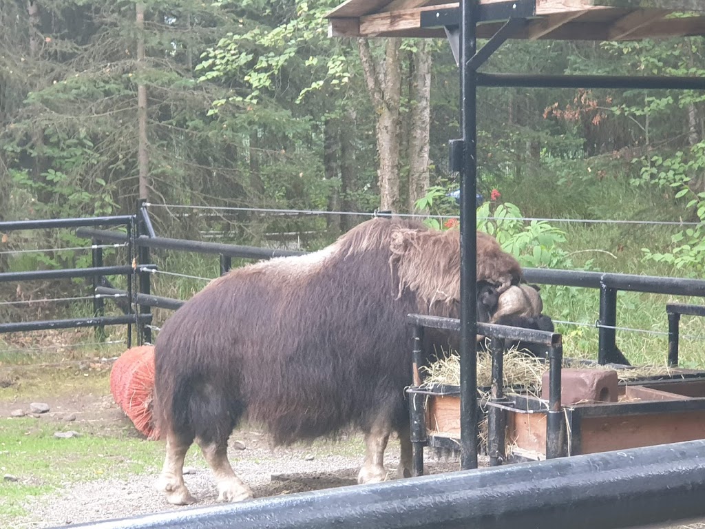 Musk Ox Exhibit | 4731 OMalley Rd, Anchorage, AK 99507, USA | Phone: (907) 346-2133