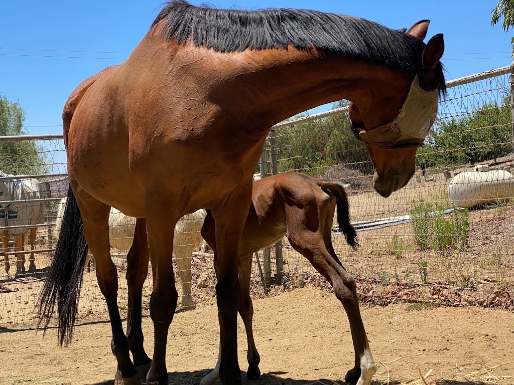 White Brook Farm | 40542 Quiet Hill drive, Hemet, CA 92544, USA | Phone: (951) 515-6039