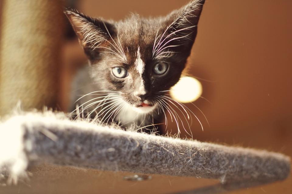 Town & Country Veterinary Hospital | 2010 N Salem St, Apex, NC 27523, USA | Phone: (919) 363-6363