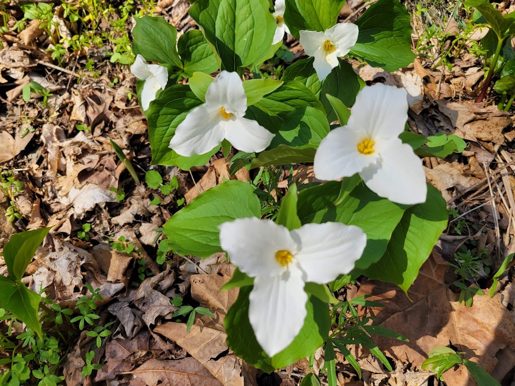 Wildflower Reserve Interpretive Center | 525 Lincoln Hwy, Raccoon Creek State Park Wildflower Center, 482 US-30, Clinton, PA 15026, USA | Phone: (724) 899-3611